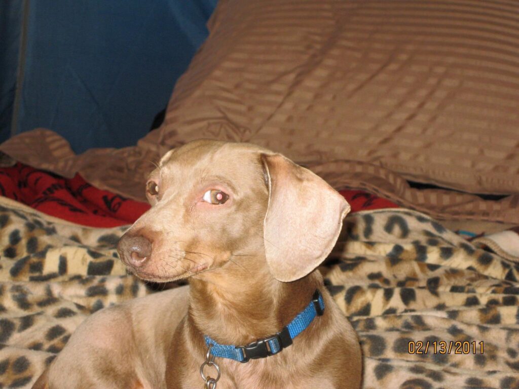 Brown dachshund wearing a blue collar.